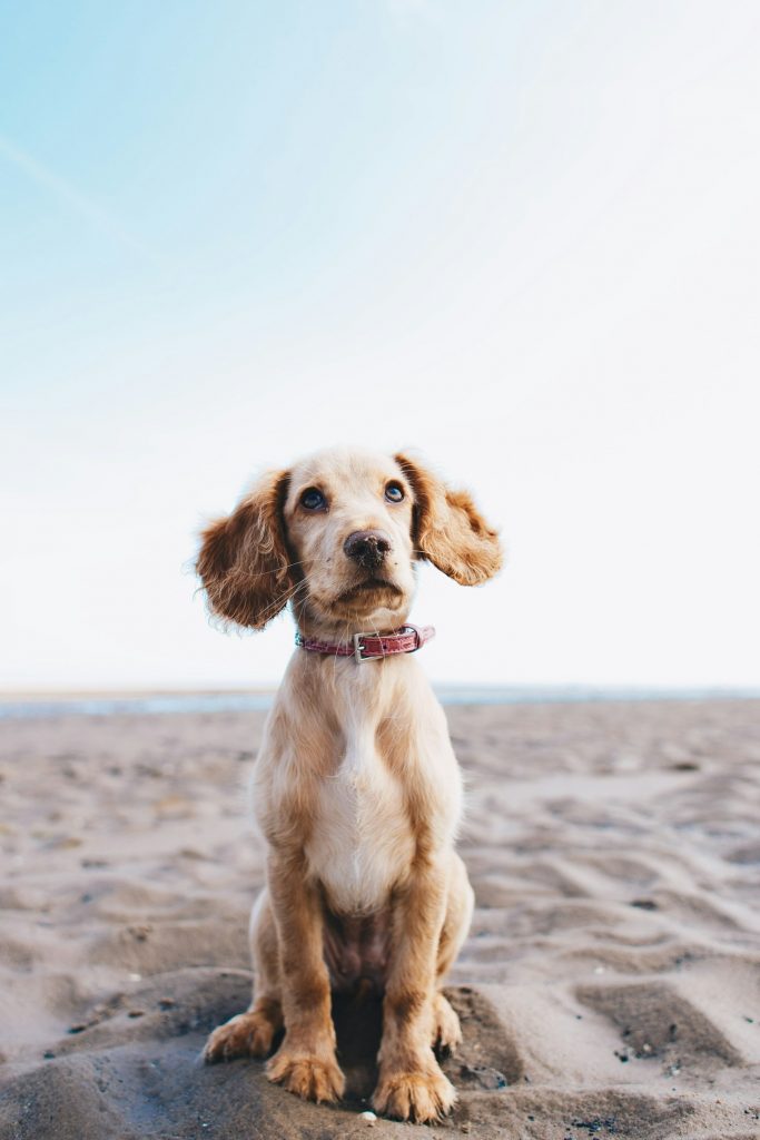 Cocker Spaniel looking up sitting on a beach