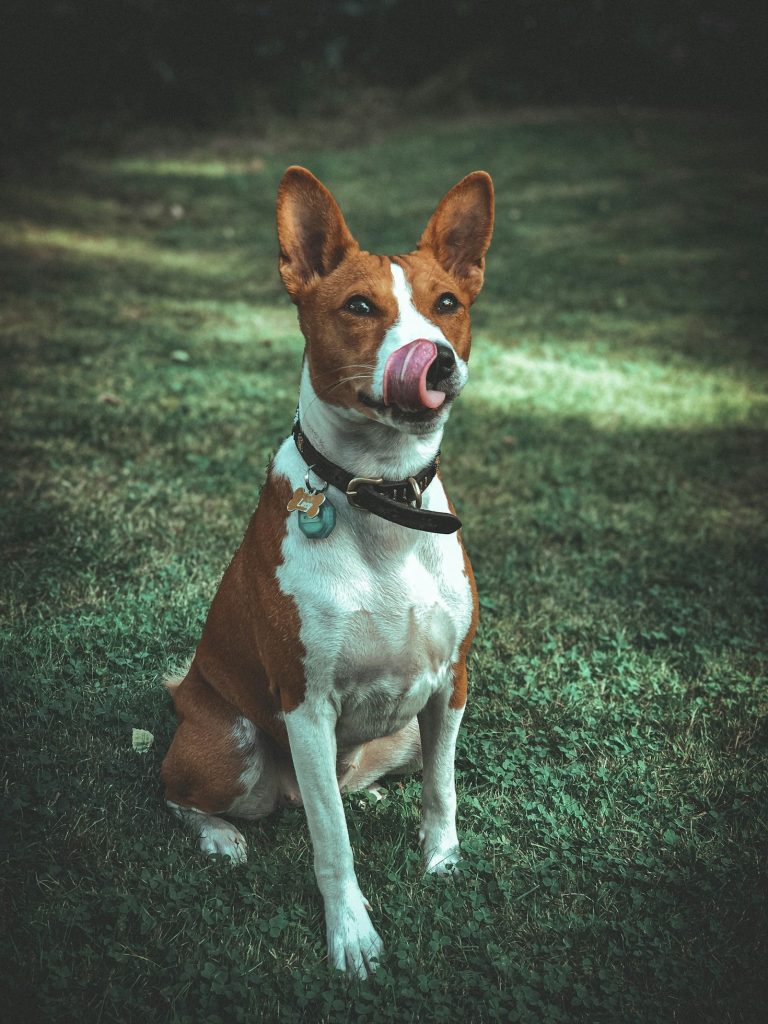 Basenj dog licking his mouth sitting in a garden