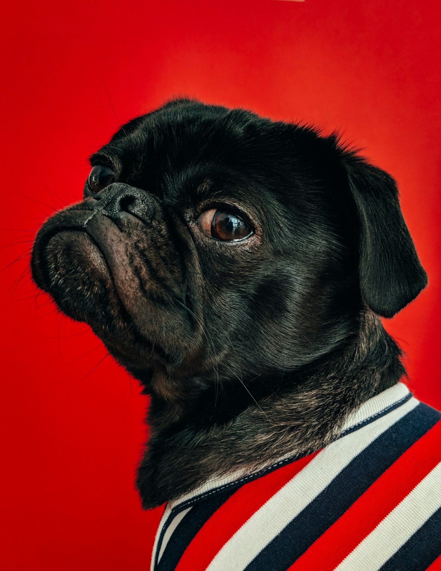 A Bull dog wearing a striped sweater
