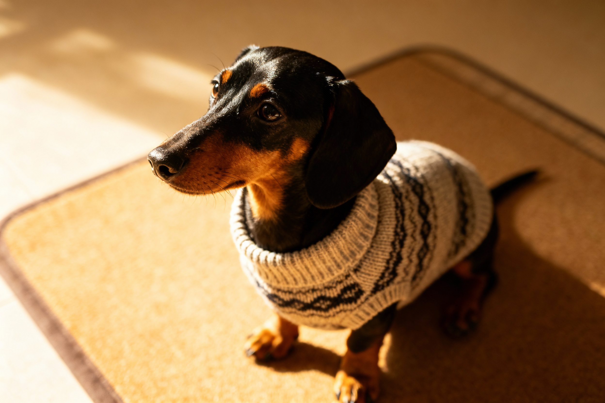 New to Crochet for Dogs? Try These 3 Easy Beginner Projects 3 Dog wearing crochet vest