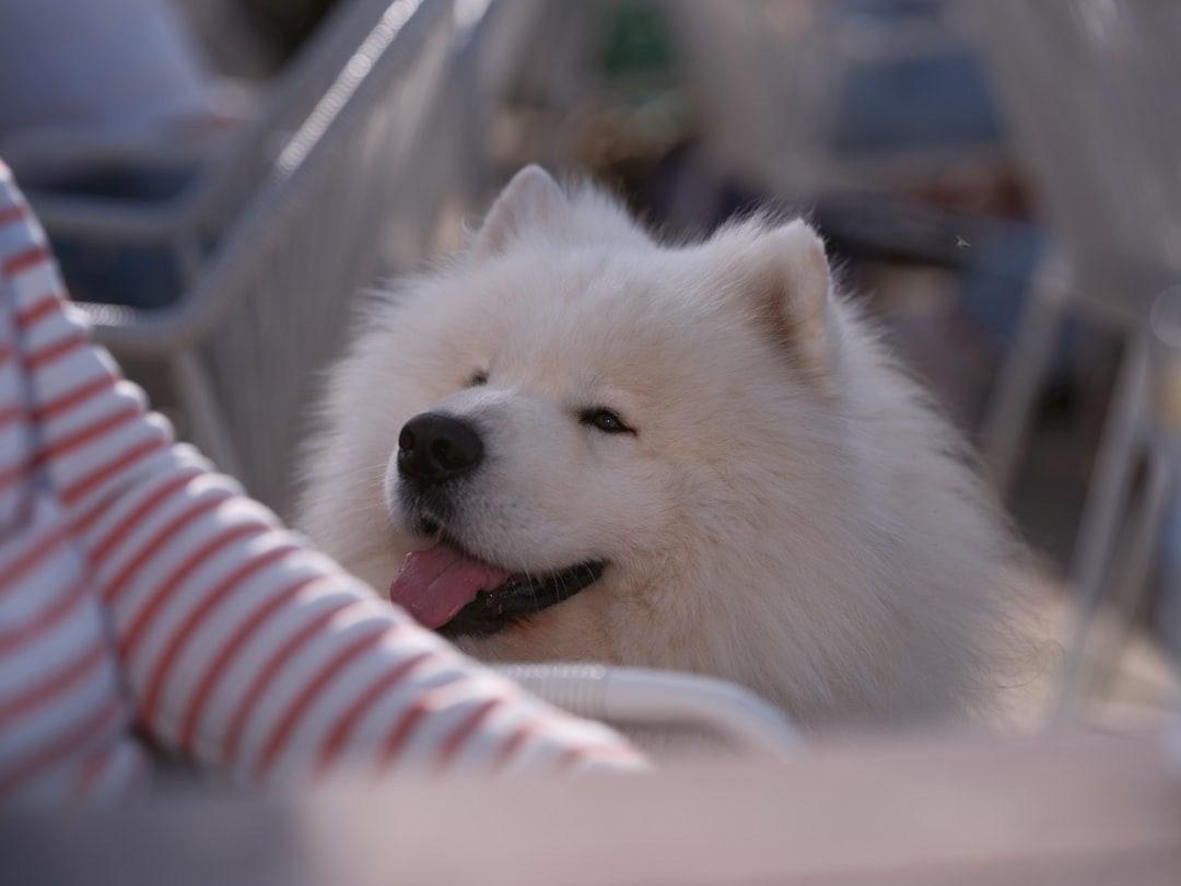 Cute Girl Dog Names That Are Easy and Actually Work